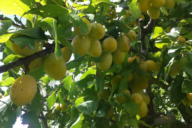 blog-images